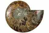 Cut & Polished Ammonite Fossil (Half) - Madagascar #310726-1